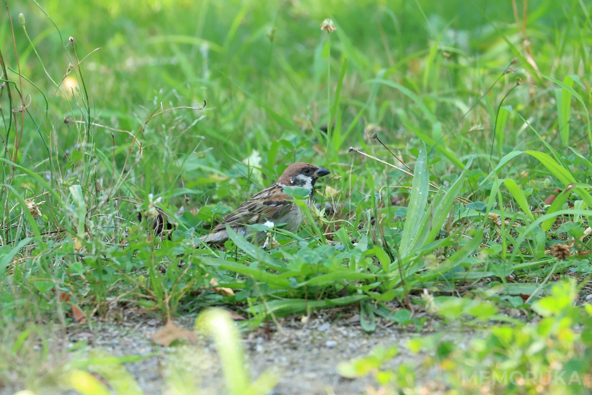 雀をエクステンダーを用いて、遠方から撮影