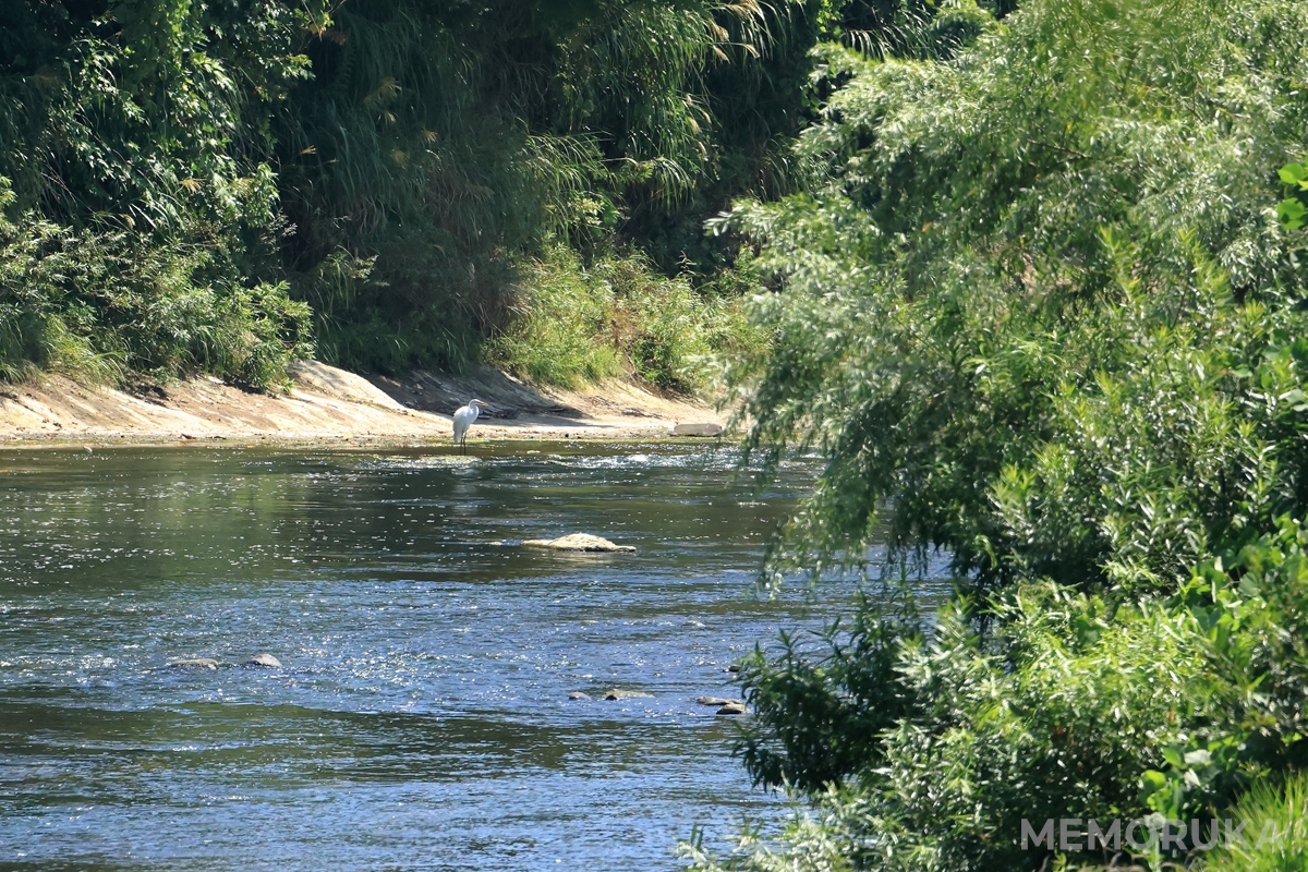 川辺に佇むサギを、RF100-400mm F5.6-8 IS USM + EXTENDER RF1.4xの組み合わで撮影した写真