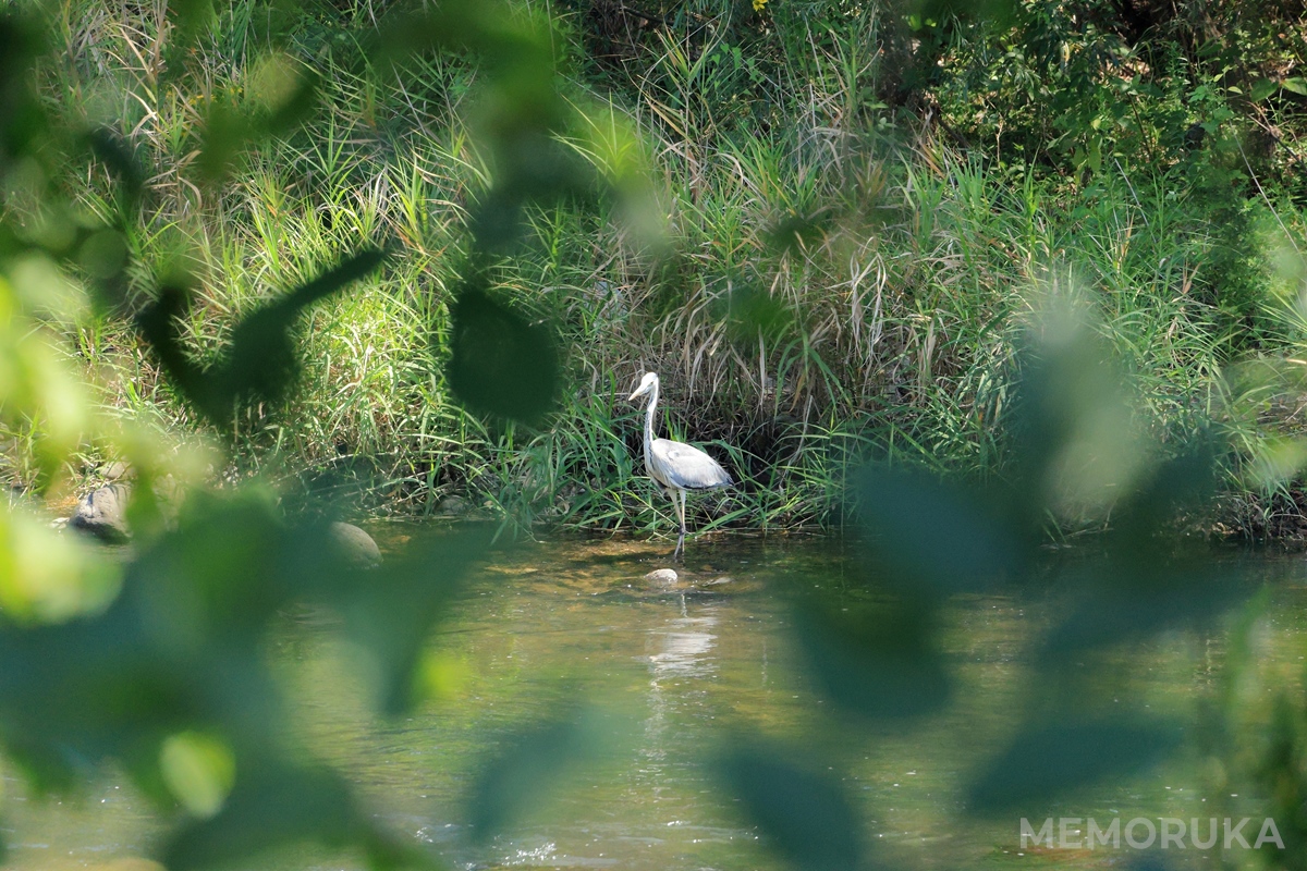 佇むサギを、RF100-400mm F5.6-8 IS USM + EXTENDER RF1.4xの組み合わで遠方から撮影した写真