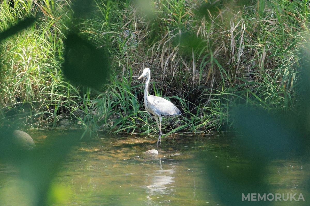 上記の写真をクロップして、トリミングした写真